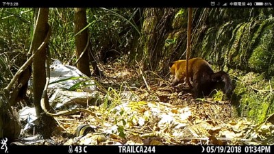 監測發現黃喉貂使用溪流與濱水植被組成的「生態廊道」通行 (2)